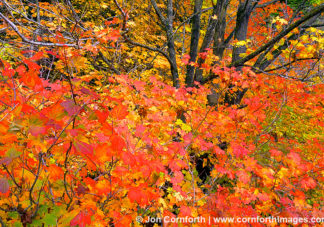 Wenatchee Fall Colors 8