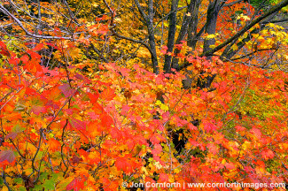 Wenatchee Fall Colors 8