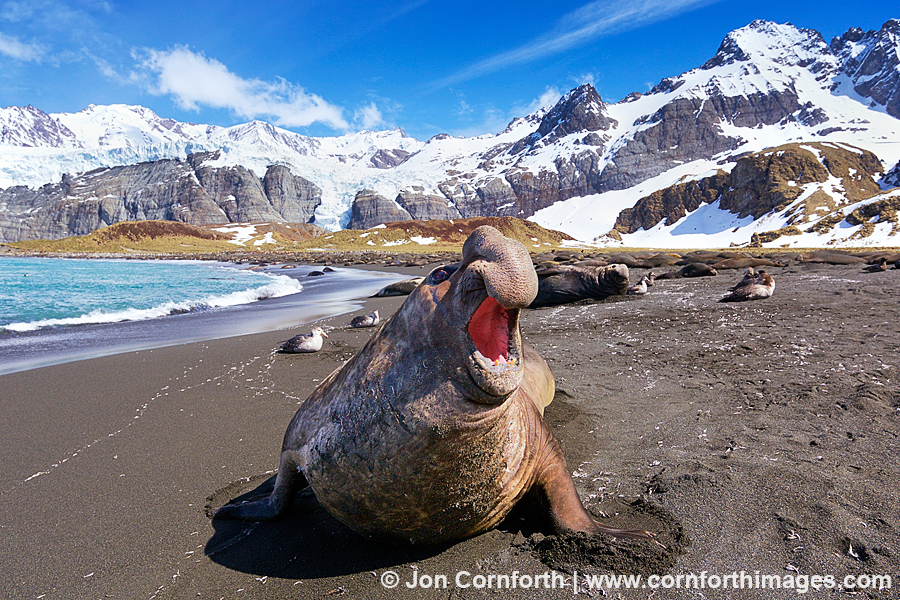 Gold Harbor Elephant Seal 2