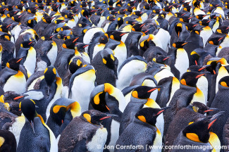 Gold Harbor King Penguins 1