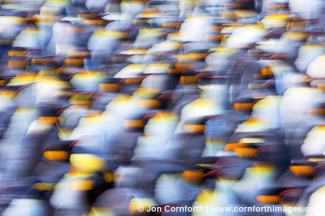 Gold Harbor King Penguins Abstract 1