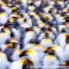 Gold Harbor King Penguins Abstract 11