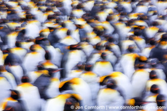 Gold Harbor King Penguins Abstract 11