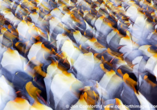 Gold Harbor King Penguins Abstract 3