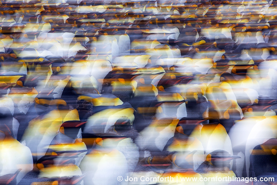 Gold Harbor King Penguins Abstract 4