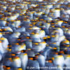 Gold Harbor King Penguins Abstract 5