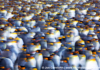 Gold Harbor King Penguins Abstract 5