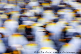 Gold Harbor King Penguins Abstract 6