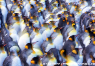 Gold Harbor King Penguins Abstract 8