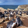 Kidney Cove Rockhopper Penguins 14