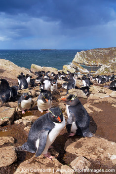 Kidney Cove Rockhopper Penguins 14