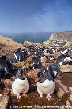 Kidney Cove Rockhopper Penguins 15