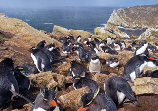 Kidney Cove Rockhopper Penguins 15