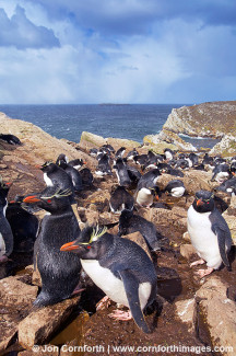 Kidney Cove Rockhopper Penguins 16