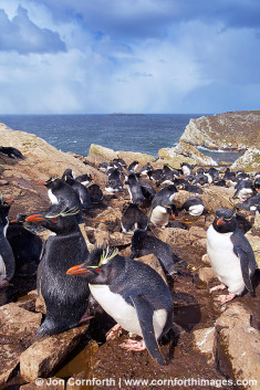 Kidney Cove Rockhopper Penguins 16