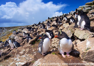Kidney Cove Rockhopper Penguins 4