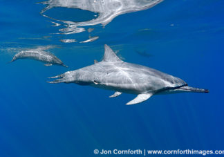 Kona Spinner Dolphin 1