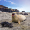 Moltke Harbor Elephant Seal 4