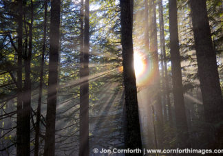 Mount Baker Forest Rays 1