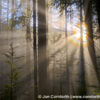 Mount Baker Forest Rays 2