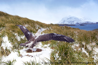 Prion Island Wandering Albatross 19