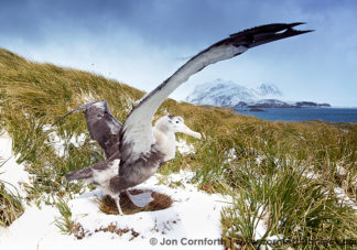Prion Island Wandering Albatross 20