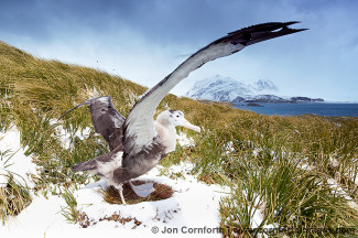 Prion Island Wandering Albatross 20