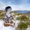 Prion Island Wandering Albatross 23