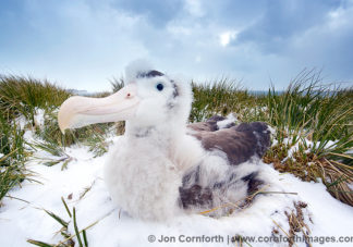 Prion Island Wandering Albatross 24