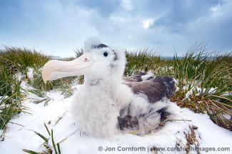 Prion Island Wandering Albatross 24