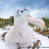 Prion Island Wandering Albatross 25