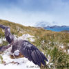 Prion Island Wandering Albatross 28