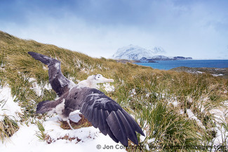 Prion Island Wandering Albatross 28