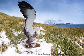 Prion Island Wandering Albatross 30