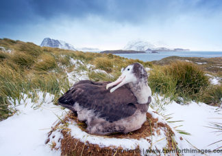 Prion Island Wandering Albatross 31