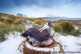 Prion Island Wandering Albatross 31