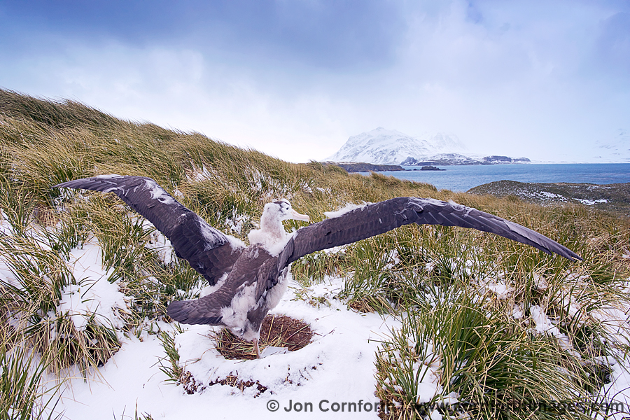 Prion Island Wandering Albatross 32