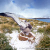 Prion Island Wandering Albatross 33