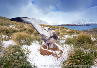 Prion Island Wandering Albatross 33