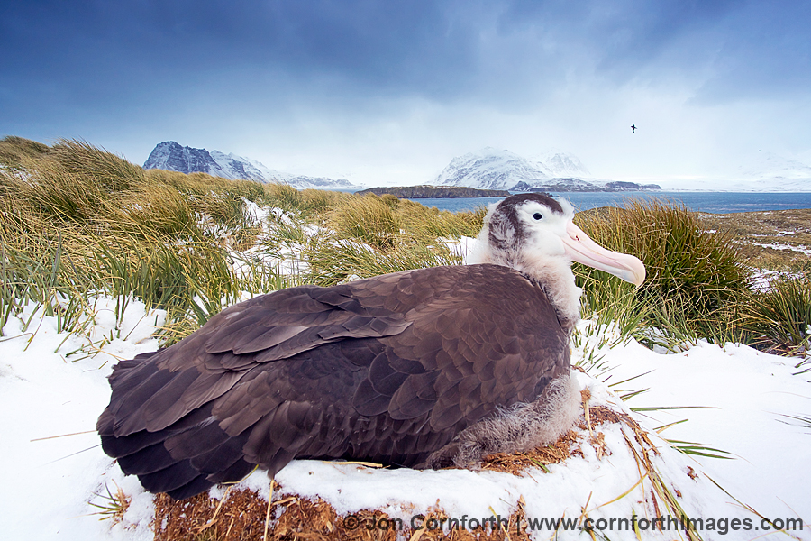 Prion Island Wandering Albatross 36