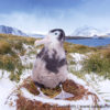 Prion Island Wandering Albatross 40