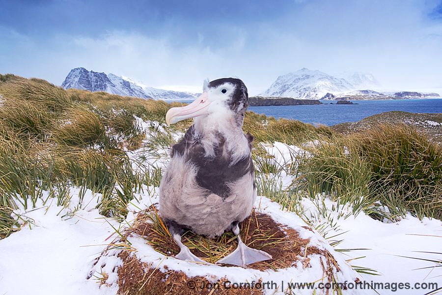 Prion Island Wandering Albatross 40