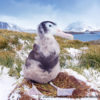 Prion Island Wandering Albatross 41