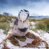 Prion Island Wandering Albatross 42