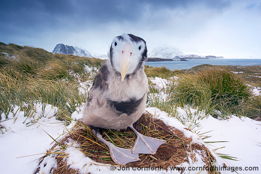Prion Island Wandering Albatross 42