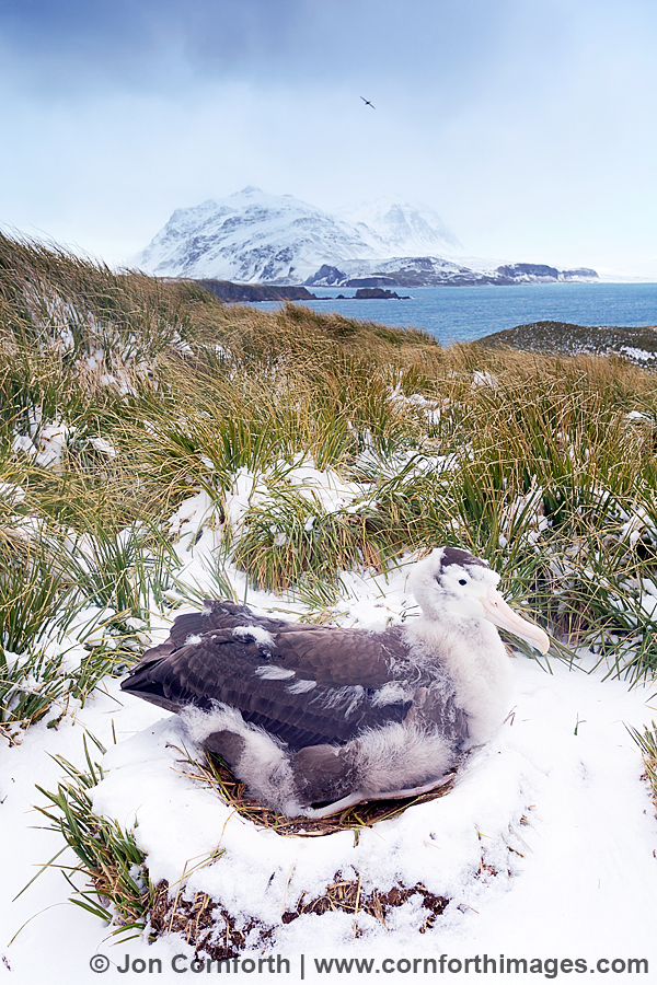 Prion Island Wandering Albatross 43