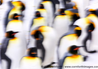 Salisbury Plain King Penguins 64