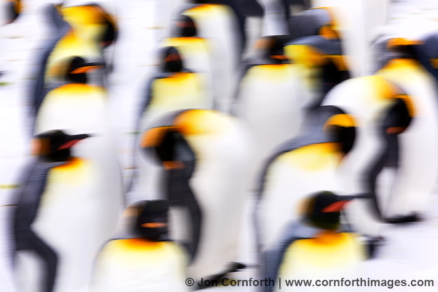 Salisbury Plain King Penguins 64
