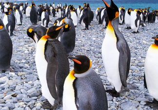 Salisbury Plain King Penguins 65
