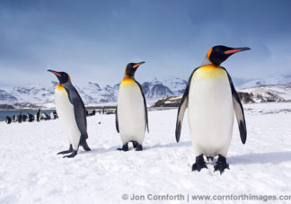 Salisbury Plain King Penguins 68